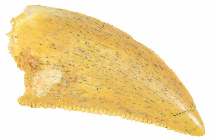 Serrated Raptor Tooth - Real Dinosaur Tooth #364725